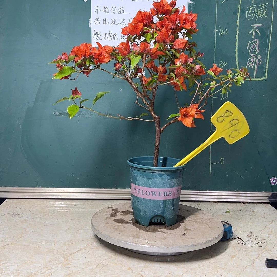 完全开放  福利 热火桑巴  890
