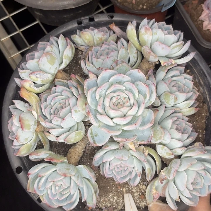 两单包邮，一物一拍27莎莎女王