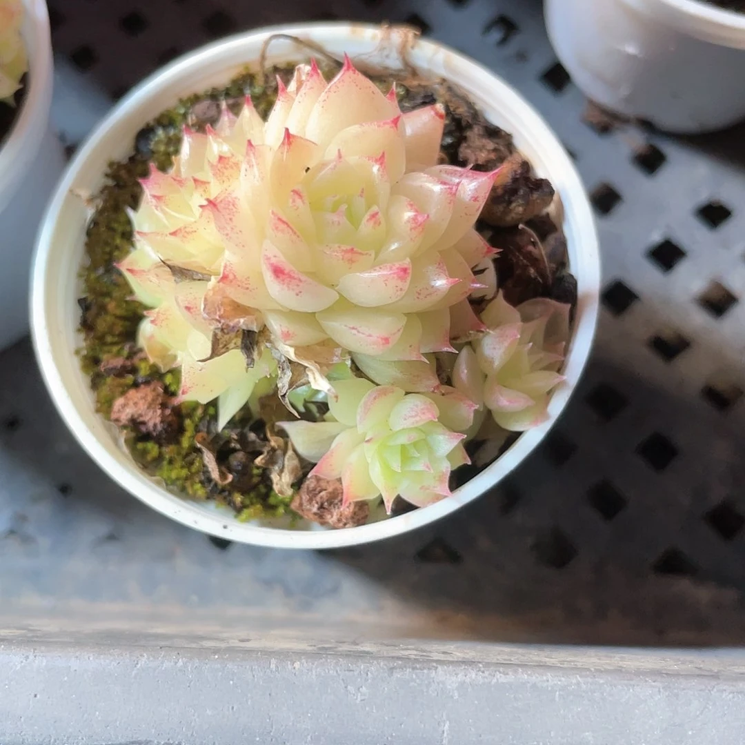 优选麦秆福利8263