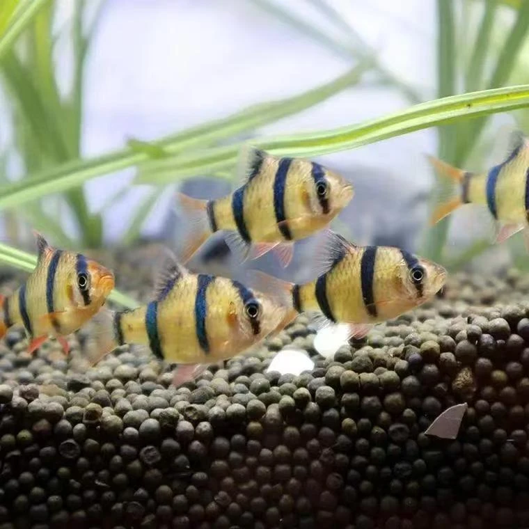 新手好养荧光绿虎皮热带小型活体观赏宠物鱼耐活群游