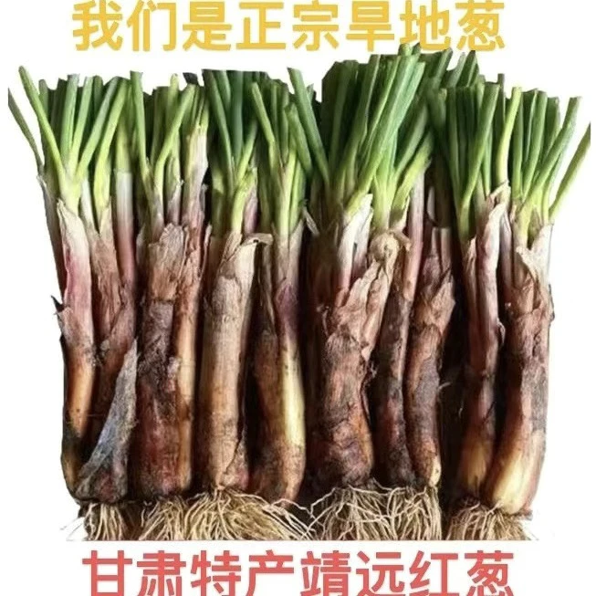 2025甘肃靖远红葱红皮味浓适合炒菜炖汤炒肉包邮