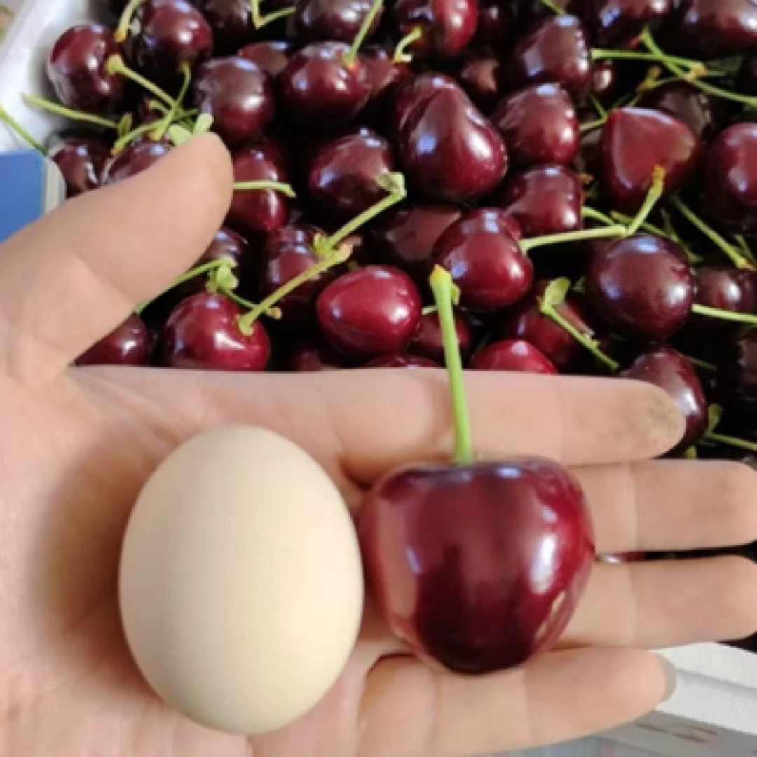 进口智利俄八大樱桃脆甜500gJJJJ俄罗斯8号樱桃智利共和国
