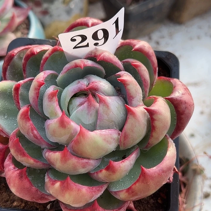 惊鸿惊鸿惊鸿291叶展11默认裸根发货