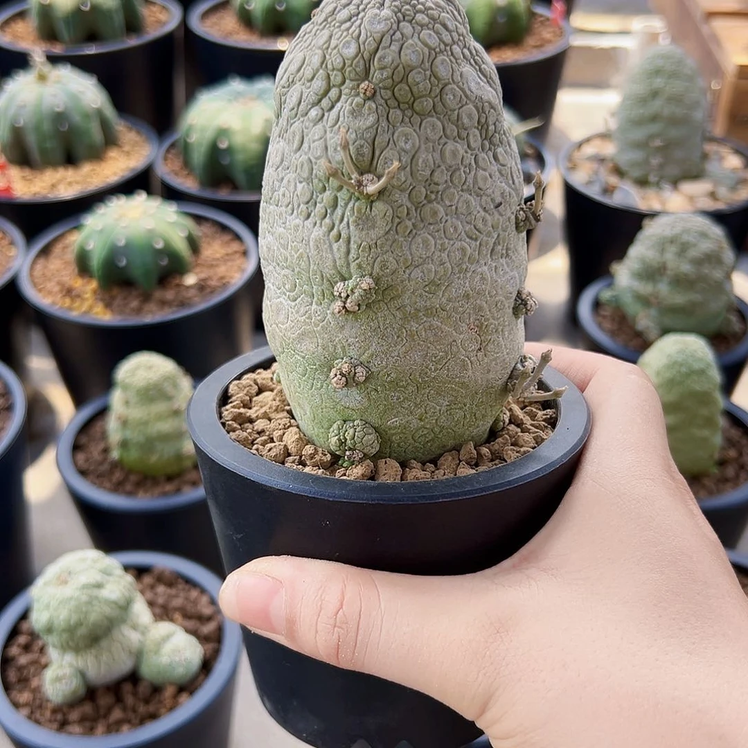 凝蹄玉Wwwwwwwwwwwwww