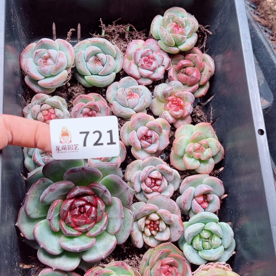 闪****多肉植物多肉植物