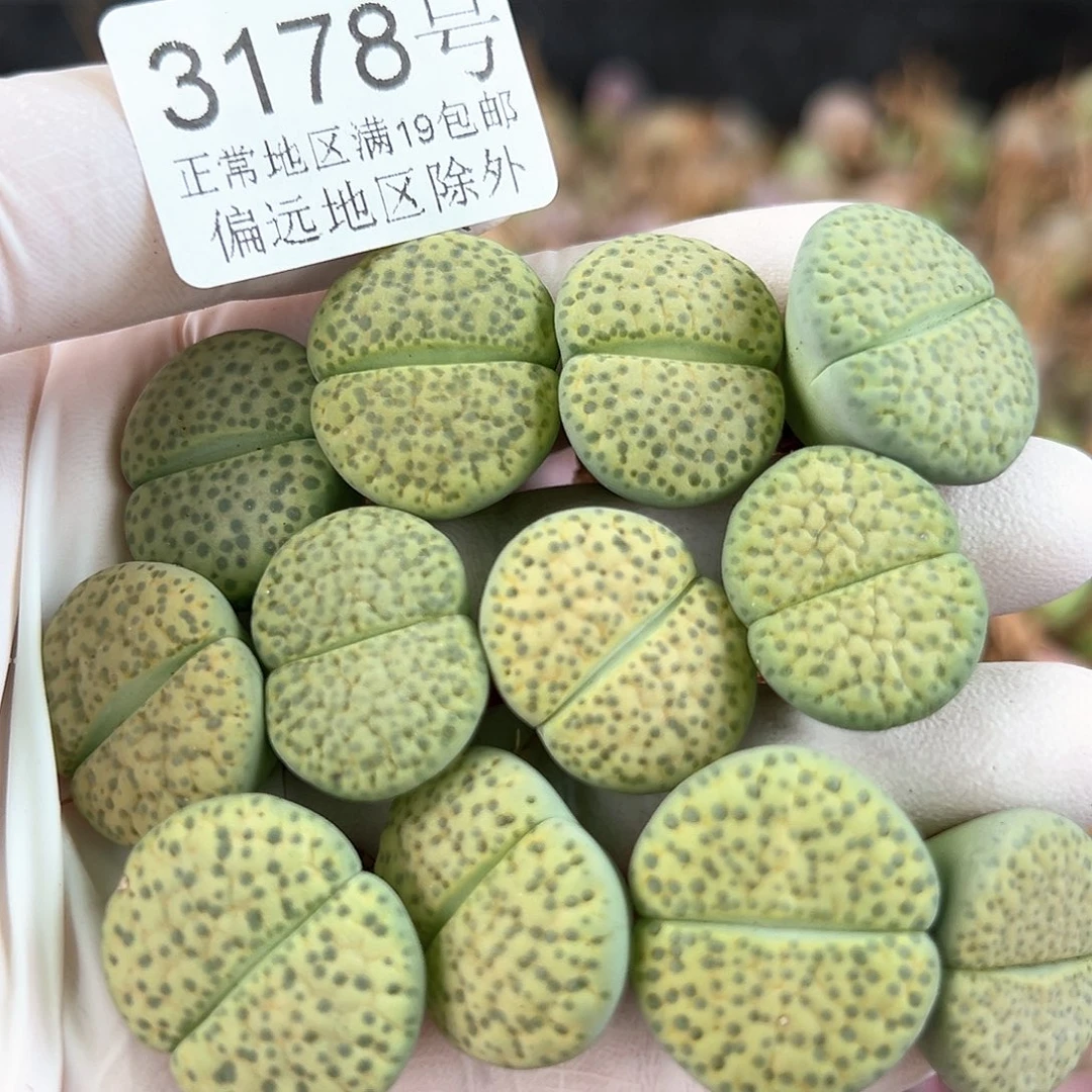 3178 好养易活生石花大母本12个