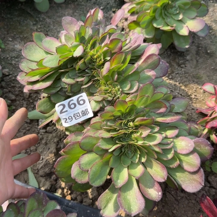 万缀……多肉植物……