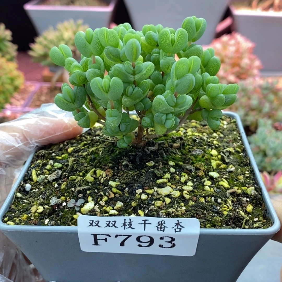 793元宝。
