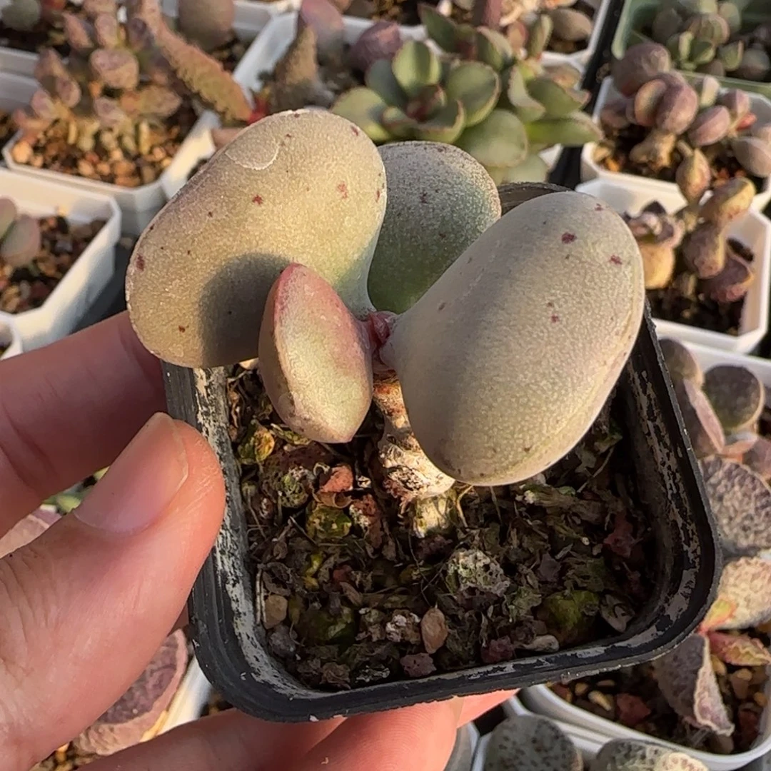 粉蛋水泡多肉植物