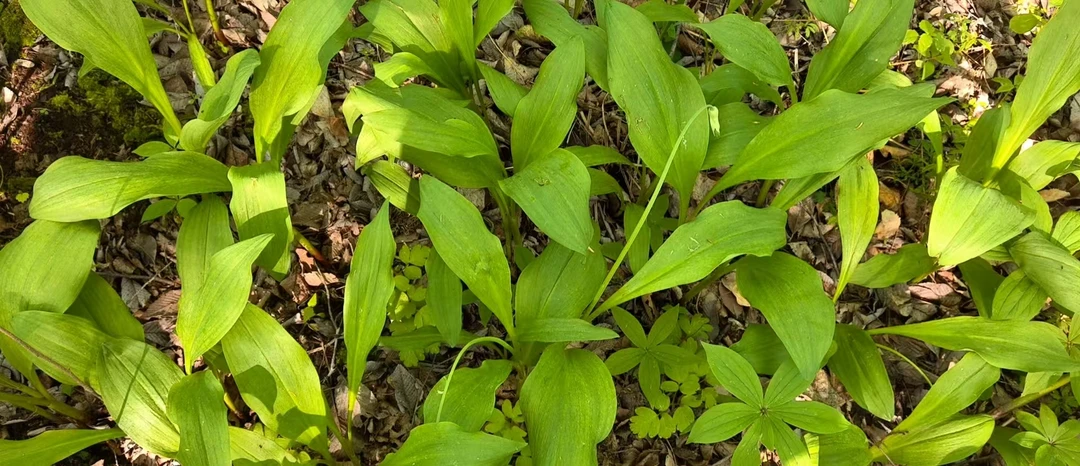 现采现摘新鲜山葱叶，寒葱叶，熊葱叶