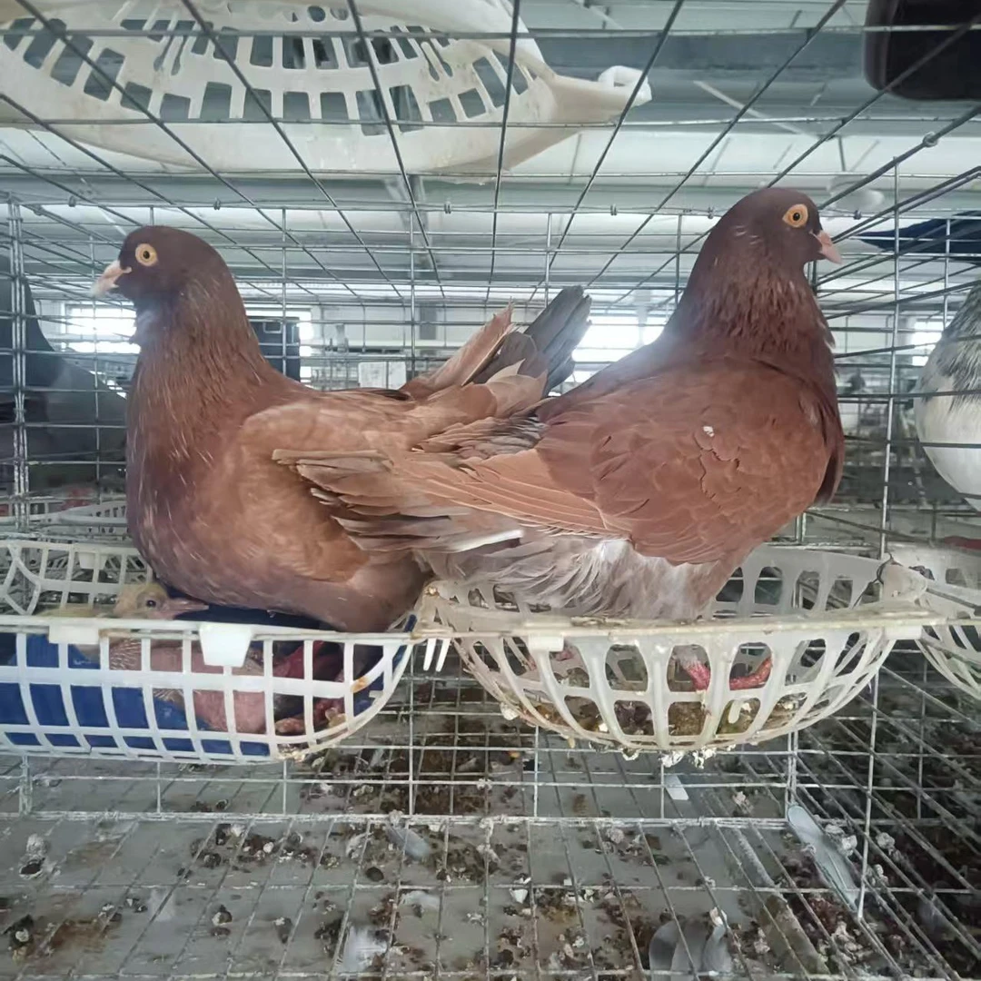 4只鸽子下蛋产蛋王鸽子落地王鸽子红卡奴火凤凰包邮到家银王鸽子