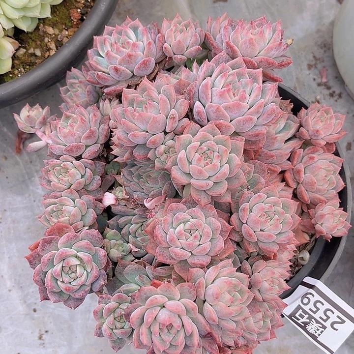 霜花2559多肉植物