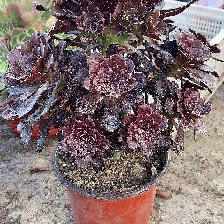 288圆叶黑多肉植物