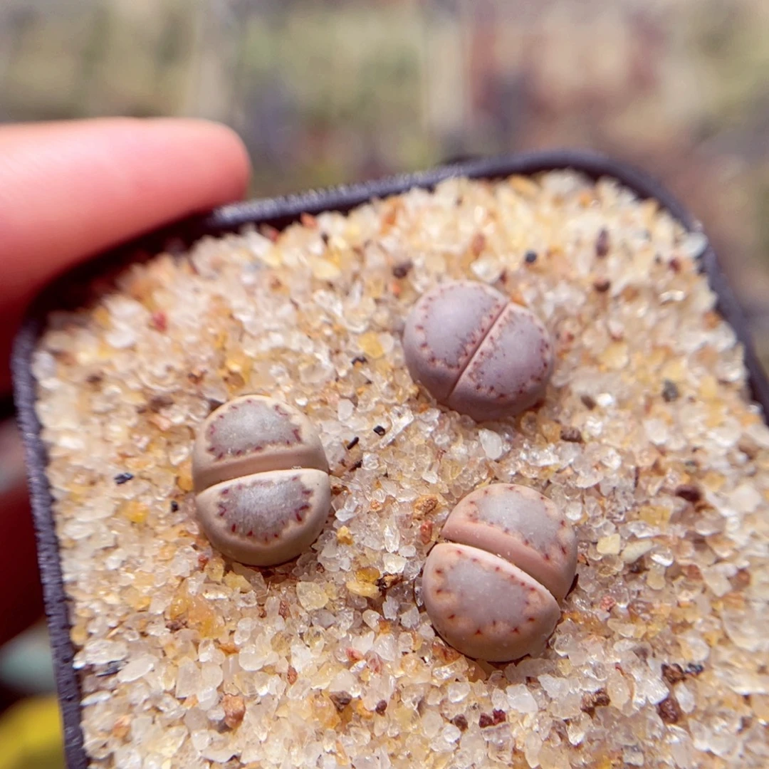 358号带盆包邮发货