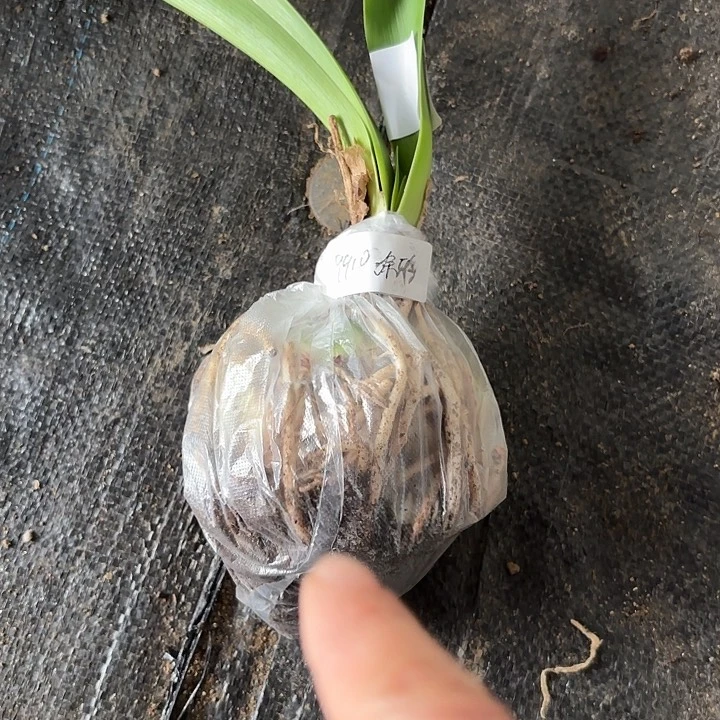 、涂鸦/小青龙7.5左右9910