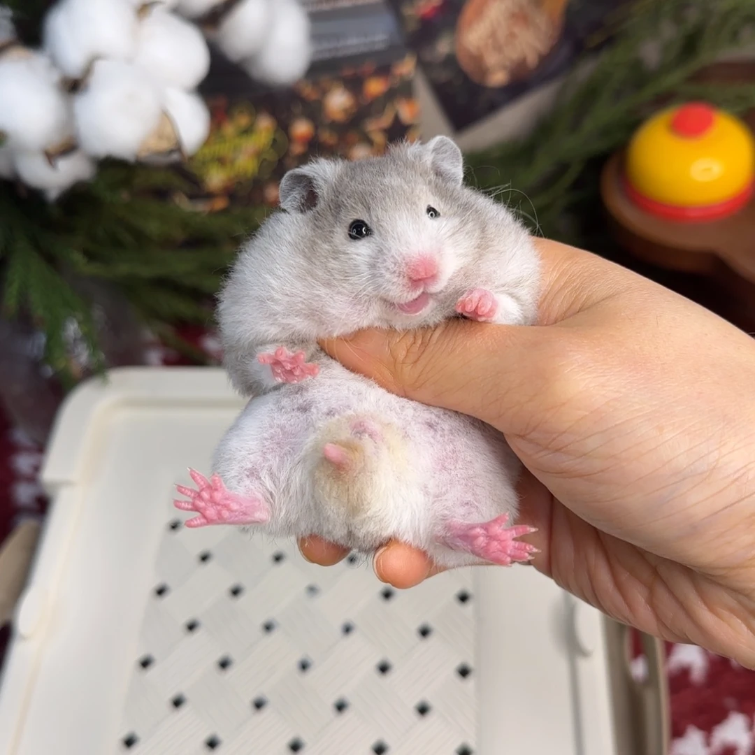 短毛卷毛火波妹妹11.08