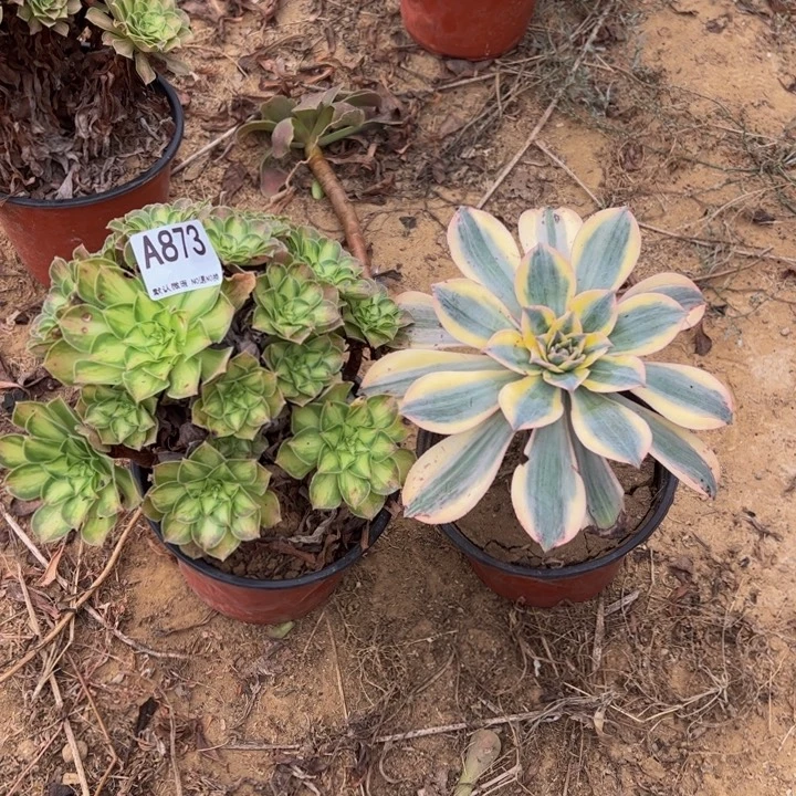 灿烂韶华多肉植物873.