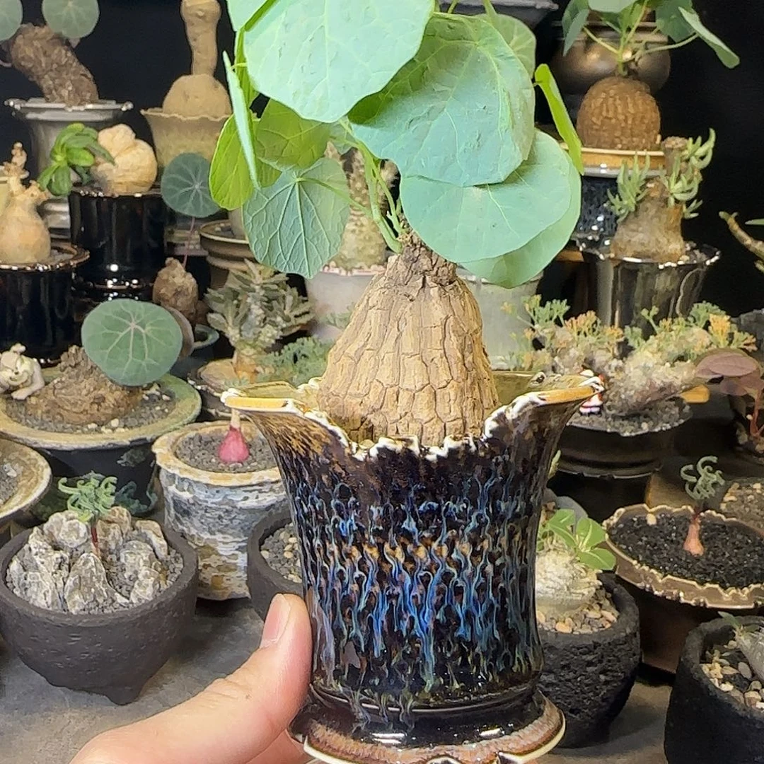 一物一拍老家龙甲龟24