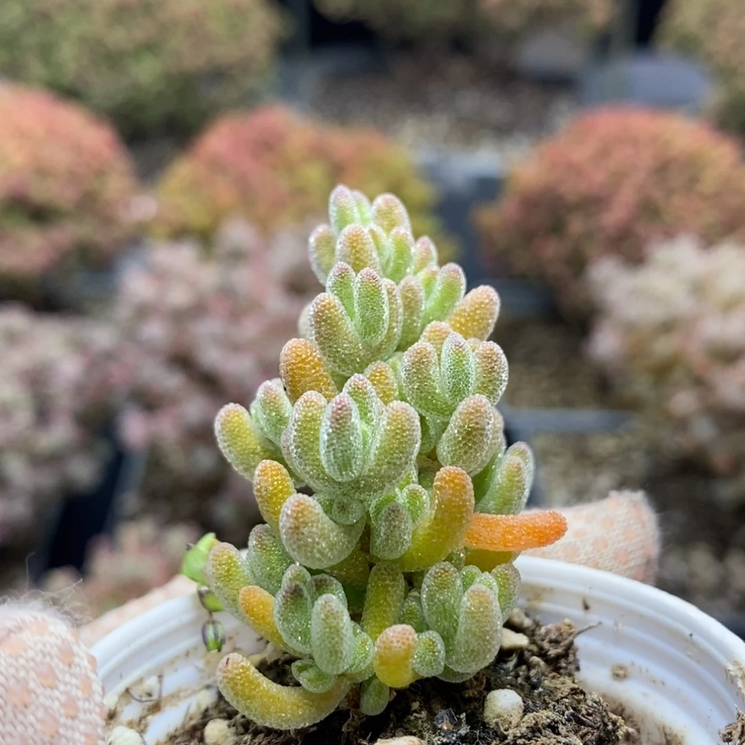 冰橙4981枝干番杏