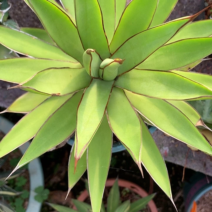 多肉植物龙舌兰科龙雷