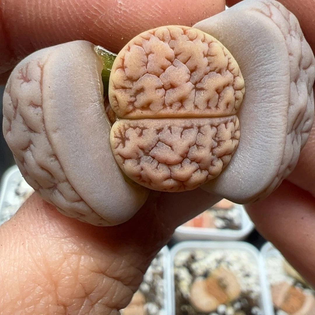 【闪购商品】1049……