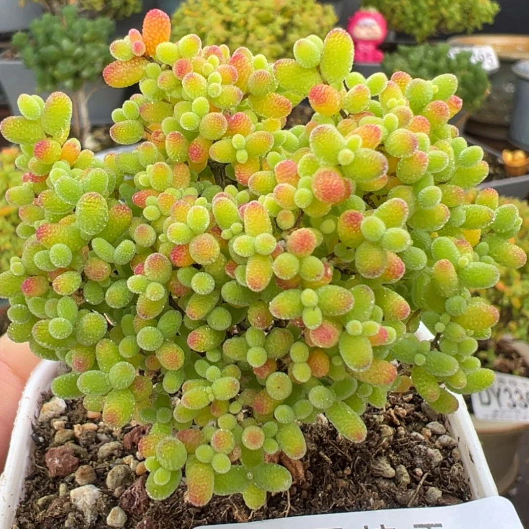 dy3402精控提根造型桩蜜橘糖球冠幅5.5cm