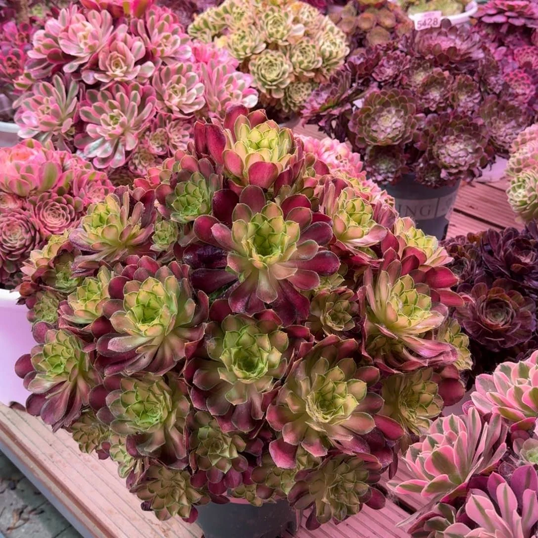 用****5多肉植物法师盆2个