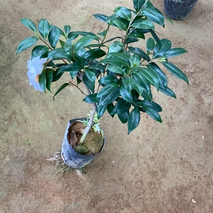 雅子。   一物一拍。