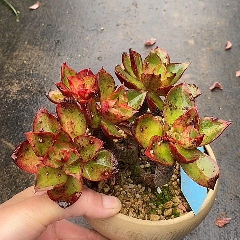 语*蝶1115多肉植物老桩