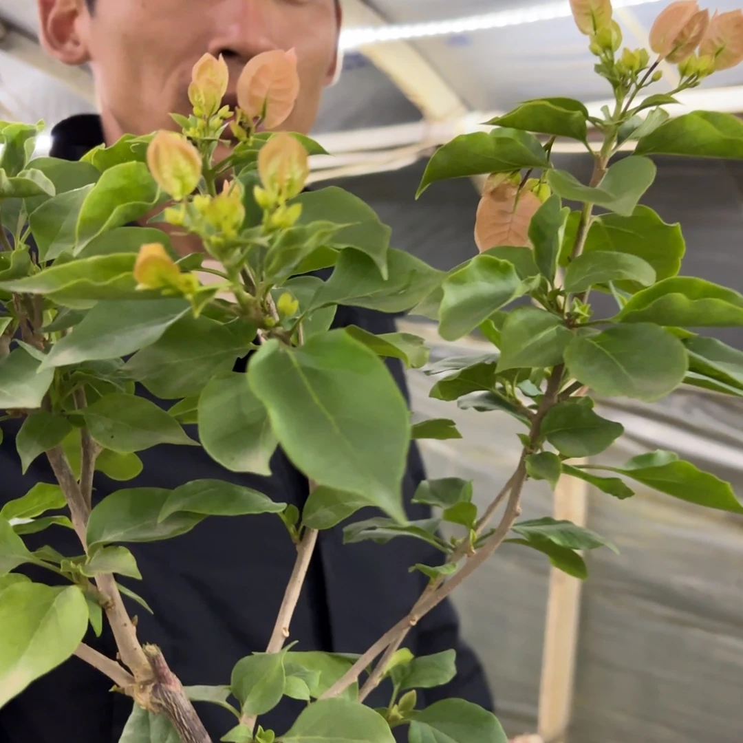 无花朵（喜悦）三角梅会落花落叶苗有大有小