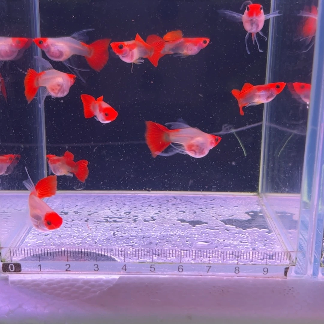 *****孔雀鱼红头玻璃猫c5对