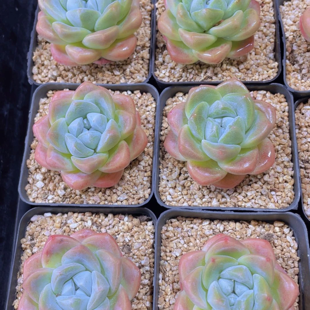 量拍2号 老桩樱花冰玉单头一个