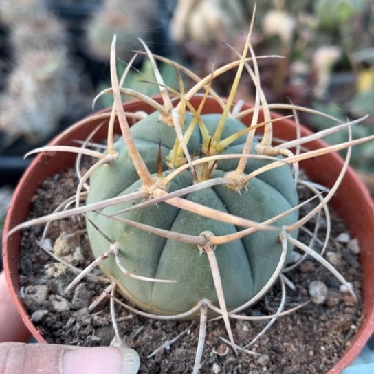 当前无花栽培后可以开花实生欧系超刺天平