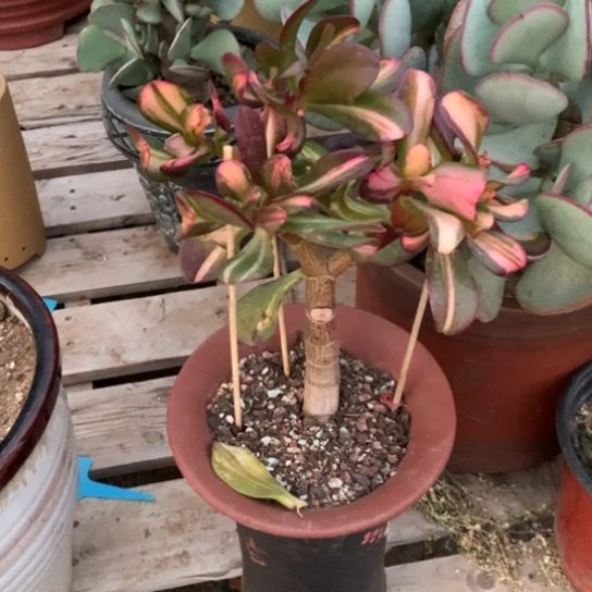 开**好卷叶独杆脱土发货