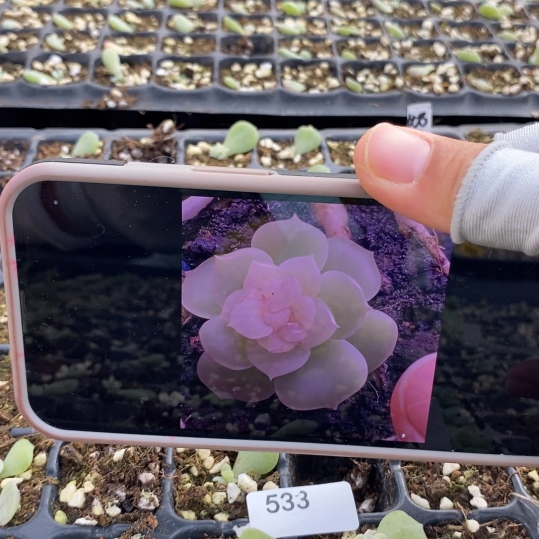 标533雪茶芽苗一个多肉