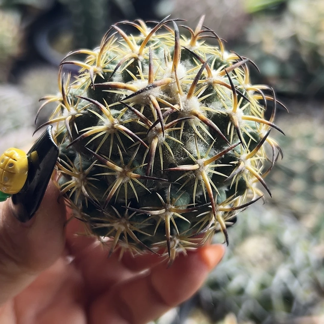 高绒钢钉有根仙人球66666666