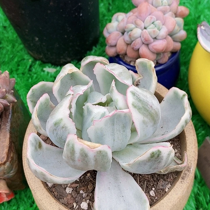 伯克利锦单头多肉