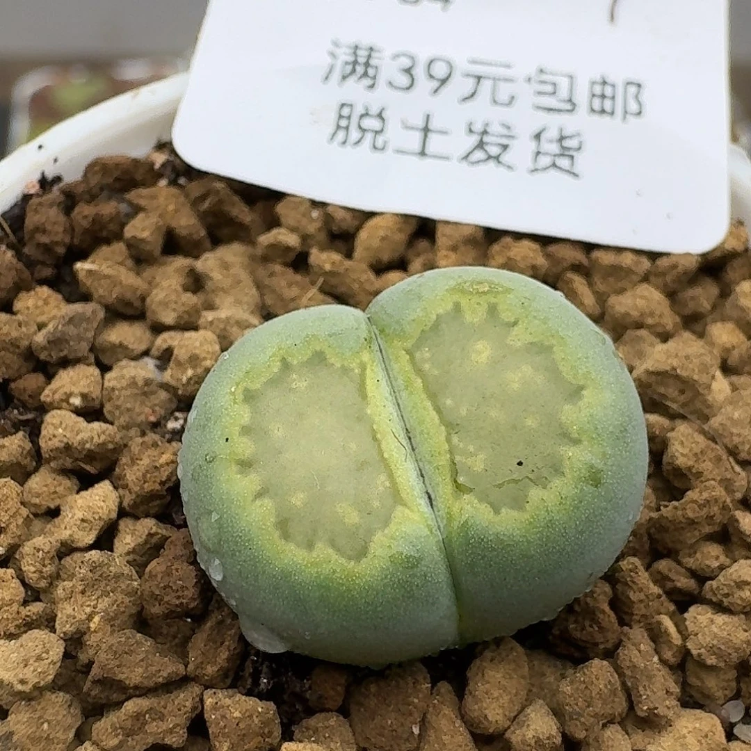 64多肉哈哈哈哈哈哈哈