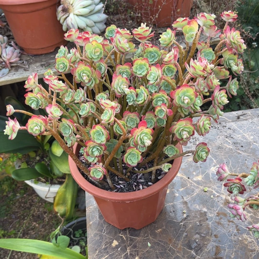 好姑娘多肉园艺，薄化妆