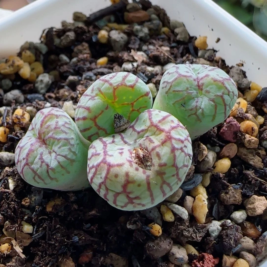 1-20-2-2母本八重墨分株多肉脱土