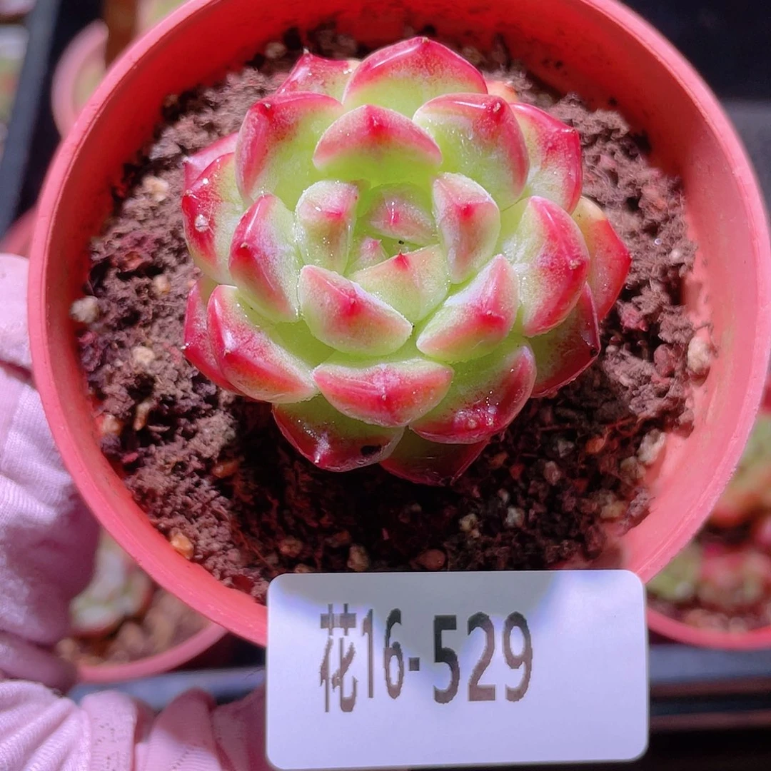 花利美16-529新品