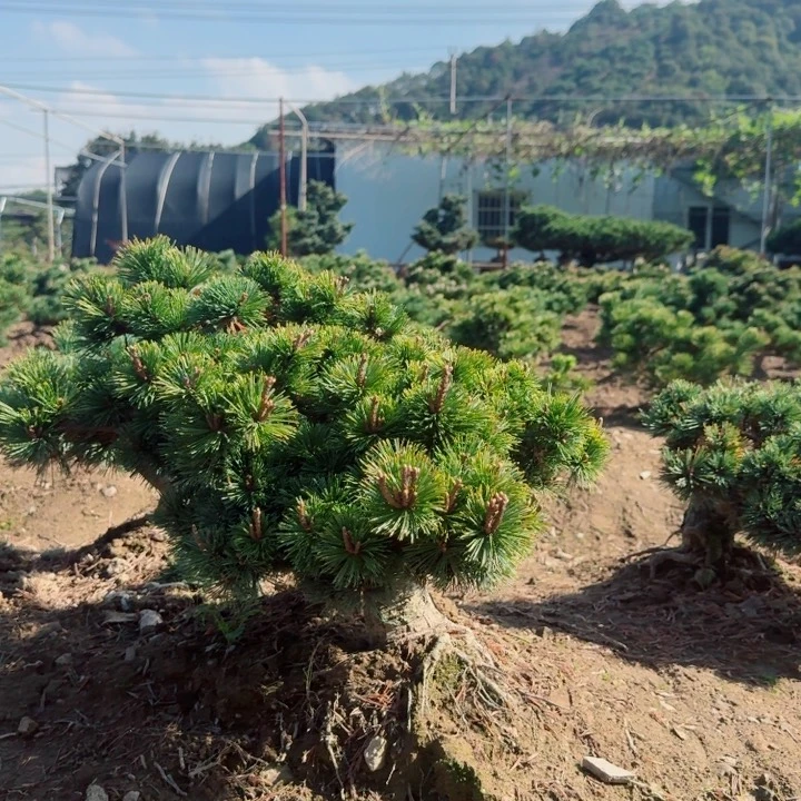 无花朵知*f g j j k