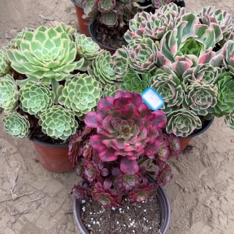 ღ***࿐929多肉植物组合，