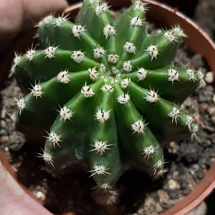 428号实生彩草带盆土