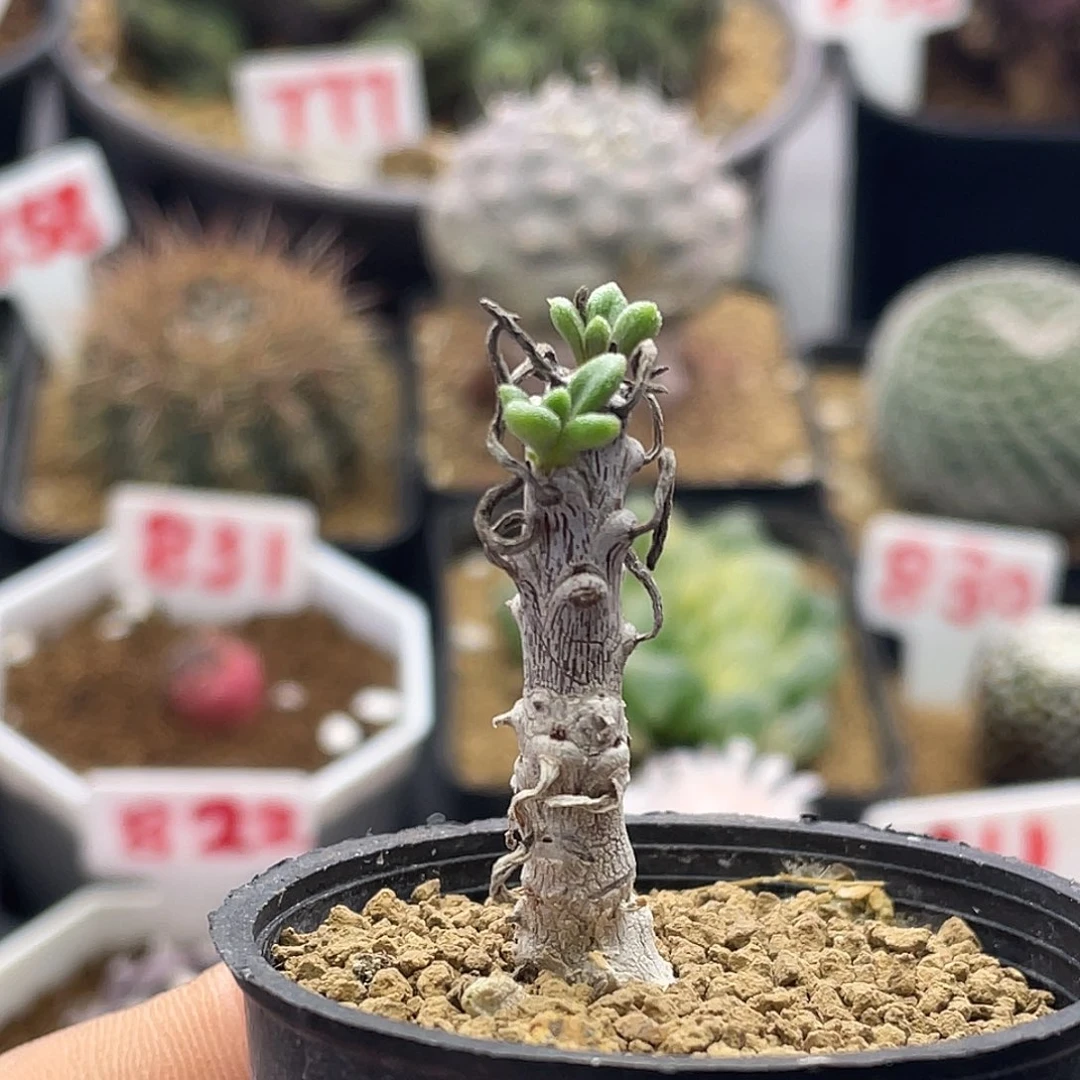 老桩夜叉姬奇峰锦属