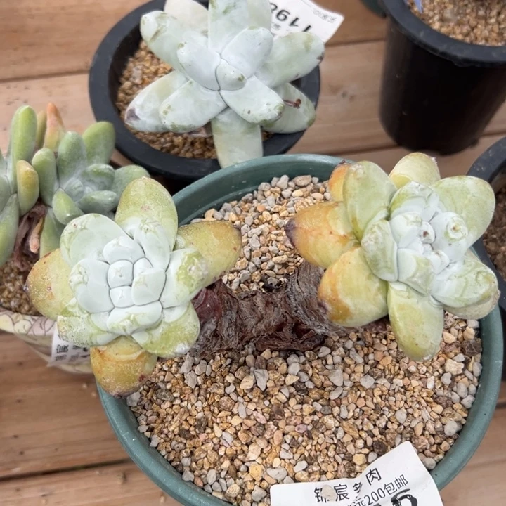 原产地拇指～一物一拍1116