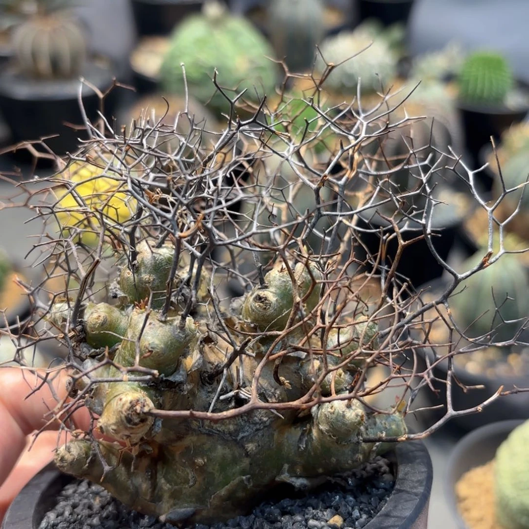 当前无花朵，栽培后可花朵钢丝球