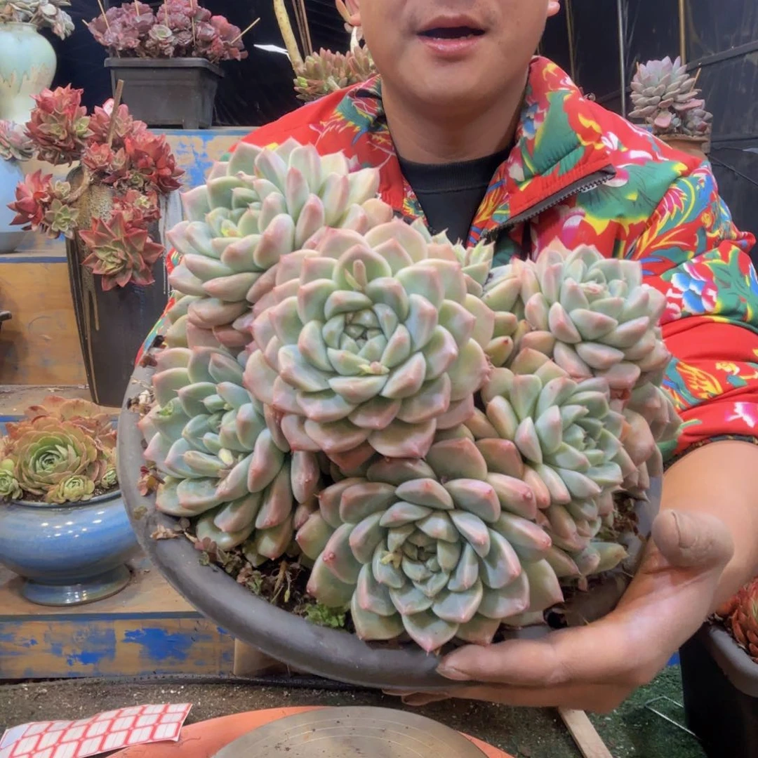 12-1 阿尔巴发货 1111