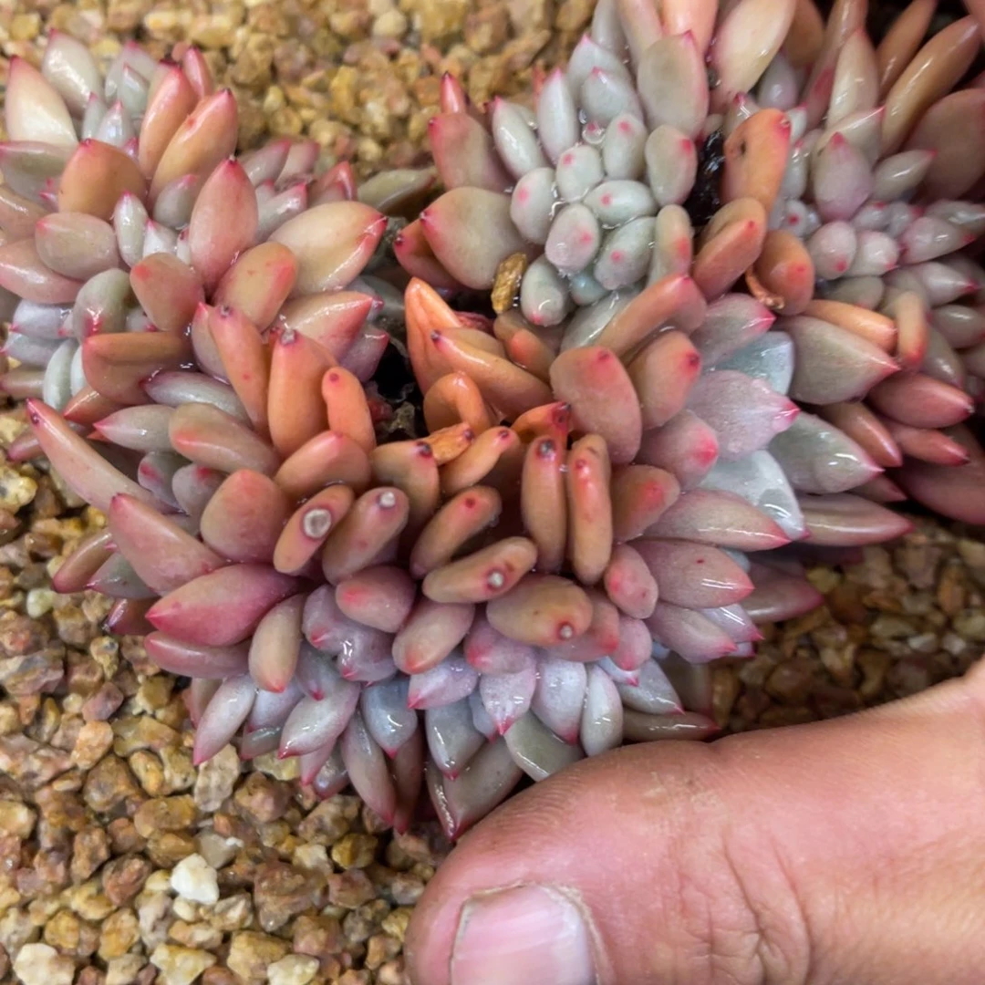 风***?733737373838688686