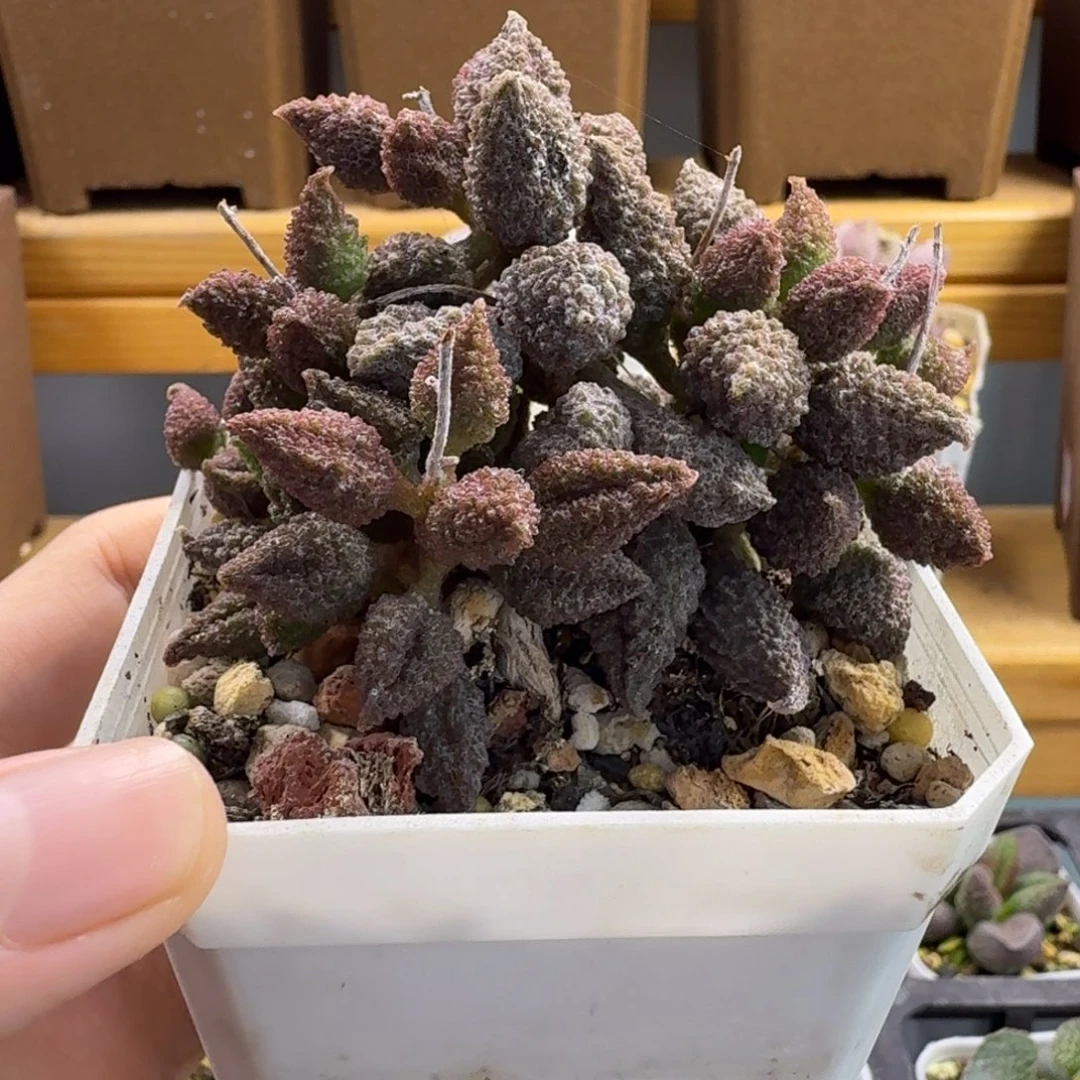 荔枝皮水泡多肉肉肉